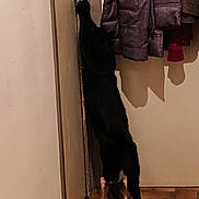 Chamallow participe au concours pour gagner de l'argent avec cette photo : cat, black_cat, door, indoor, curious, stretching, floor, tile_floor, curiosity, animal, pet, feline, watching, coat, hanging_coat, wall, shadow, home, two_cats, investigation