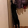 cat, black_cat, door, indoor, curious, stretching, floor, tile_floor, curiosity, animal, pet, feline, watching, coat, hanging_coat, wall, shadow, home, two_cats, investigation