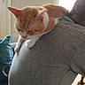 cat, indoor, person, gray_sweater, shoulder, ginger_cat, white_cat, cushion, blur, relaxed, furniture, home, pet, animal, cozy, soft_light, casual, resting, comfort, closeup