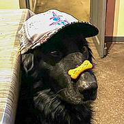 Pato a rejoint le concours — aidez-le/la à gagner de superbes lots ! dog, black_dog, cap, hat, bone_treat, indoor, pet, animal, waiting, table, floor, door, open_door, patience, cute, domestic, canine, headwear, animal_portrait, house