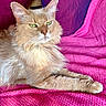 Jaguar a rejoint le concours — aidez-le/la à gagner de superbes lots ! cat, fluffy, orange_cat, green_eyes, pet, indoor, couch, blanket, purple_cushion, pink_blanket, relaxed, feline, fur, portrait, domestic_cat, resting, closeup, whiskers, animal, cute