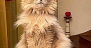 Jaguar participe au concours pour gagner de l'argent avec cette photo : cat, fluffy, sitting, indoor, furniture, stairs, curtain, decor, pet, portrait, feline, long_hair, orange_cat, whiskers, green_eyes, home, cozy, animal, mammal, domestic_cat