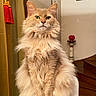 cat, fluffy, sitting, indoor, furniture, stairs, curtain, decor, pet, portrait, feline, long_hair, orange_cat, whiskers, green_eyes, home, cozy, animal, mammal, domestic_cat