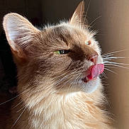 Jaguar participe au concours pour gagner de l'argent avec cette photo : cat, orange_cat, fluffy, close_up, tongue_out, whiskers, sunlight, feline, pet, domestic_cat, animal, fur, ears, face, cute, portrait, indoor, soft_light, expression, muzzle