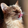 cat, orange_cat, fluffy, close_up, tongue_out, whiskers, sunlight, feline, pet, domestic_cat, animal, fur, ears, face, cute, portrait, indoor, soft_light, expression, muzzle