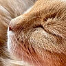 Jaguar participe au concours pour gagner de l'argent avec cette photo : cat, close_up, sleeping, fur, whiskers, nose, face, pet, animal, relaxation, soft, cute, muzzle, ginger, texture, macro, domestic_cat, profile, rest, peaceful