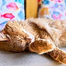 cat, ginger_cat, sleeping, napping, feline, fur, paw, closeup, indoor, soft_surface, blurred_background, colorful, fish_pattern, star_pattern, cozy, relaxing, pet, animal, whiskers, cute