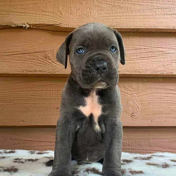 Rosco a rejoint le concours — aidez-le/la à gagner de superbes lots ! adorable, animal, blanket, blue_eyes, canine, cute, dog, domestic_animal, front_view, fur, gray_fur, indoor, looking_at_camera, pet, portrait, puppy, sitting, small, wooden_wall, young