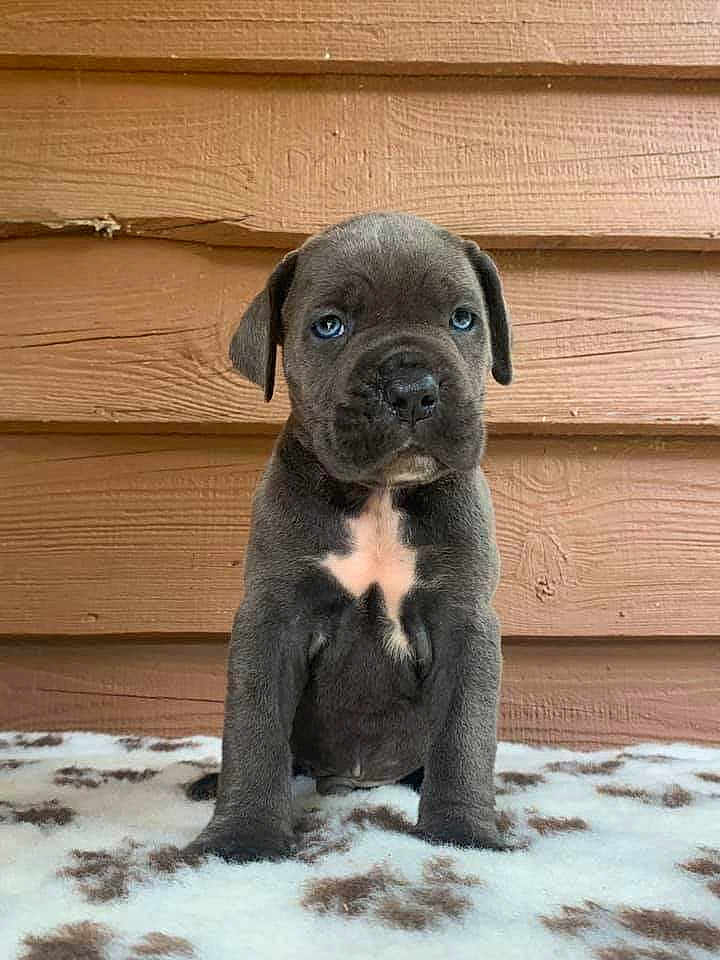 Rosco a rejoint le concours — aidez-le/la à gagner de superbes lots ! puppy, dog, blue_eyes, gray_fur, sitting, blanket, wooden_wall, cute, pet, animal, young, indoor, fur, portrait, adorable, small, domestic_animal, looking_at_camera, front_view, canine