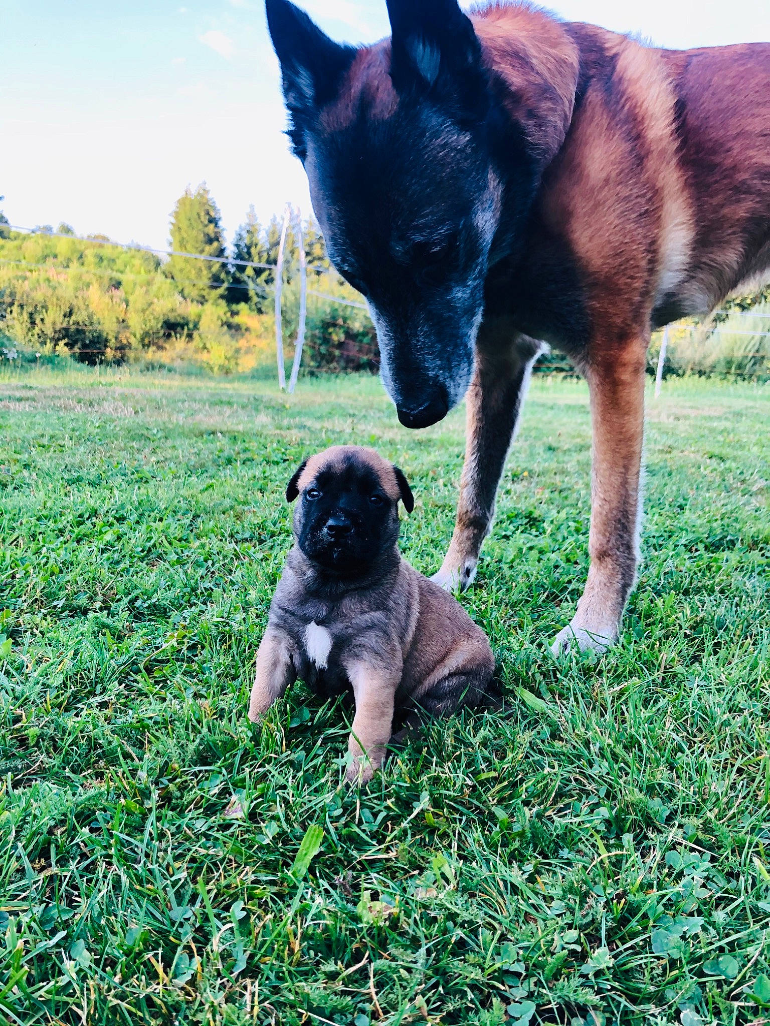 Galwän participe au concours pour gagner de l'argent avec cette photo : canidae, carnivore, companion_dog, dog, dog_breed, fawn, grass, grassland, groundcover, herding_dog, plant, pug, sky, snout, sporting_group, tail, toy_dog, tree, vertebrate, working_animal