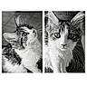 Gribouille participe au concours pour gagner de l'argent avec cette photo :  두?, animal, black_and_white, cat, close_up, diptych, ears, eyes, fluffy, fur, grayscale, indoor, kitten, nose, pet, photography, portrait, tabby, whiskers, white_fur