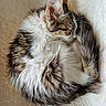 Gribouille a rejoint le concours — aidez-le/la à gagner de superbes lots ! animal, blanket, cat, cozy, curled_up, cute, ears, fluffy, fur, indoors, kitten, long_hair, napping, pet, portrait, relaxed, sleeping, tabby, whiskers, white_fur