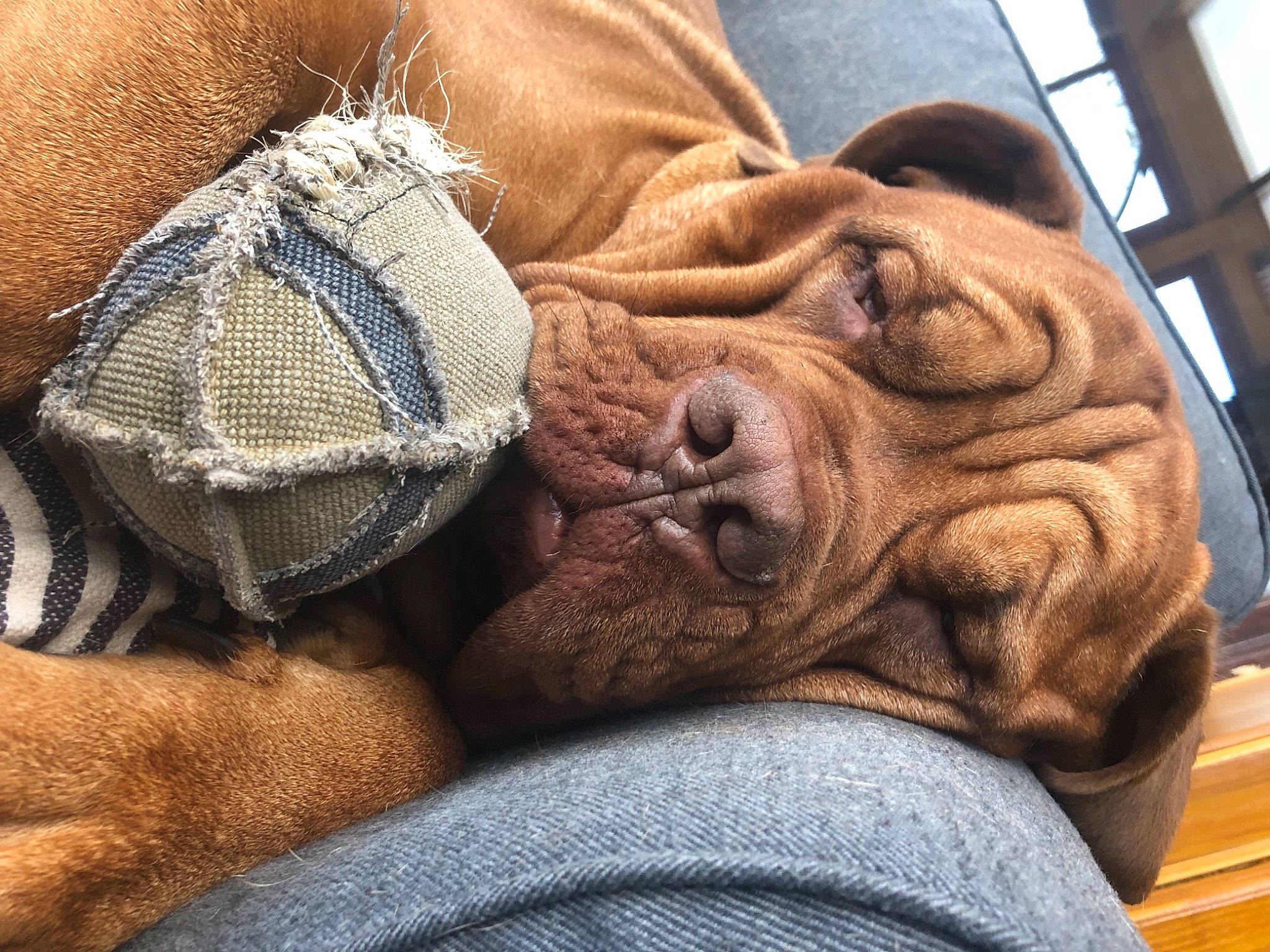 Hutch a rejoint le concours — aidez-le/la à gagner de superbes lots ! carnivore, close_up, comfort, companion_dog, couch, dog, dog_breed, ear, fawn, felidae, human_leg, leg, liver, mammal, snout, vertebrate, whiskers, wood, working_animal, wrinkle