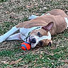 dog, playing, ball, grass, outdoor, animal, pet, brown, white, laying_down, collar, nature, leaf, relaxed, cute, ears, snout, daylight, ground, fun