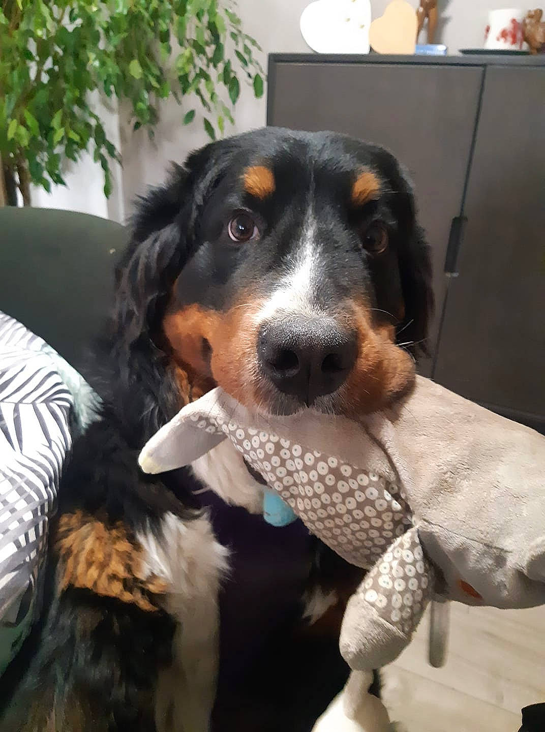 Rose Fabuleuse participe au concours pour gagner de l'argent avec cette photo : canidae, carnivore, companion_dog, dog, dog_breed, formal_wear, fur, giant_dog_breed, gun_dog, hound, houseplant, plant, snout, spaniel, sporting_group, terrestrial_animal, tree, whiskers, working_animal, working_dog