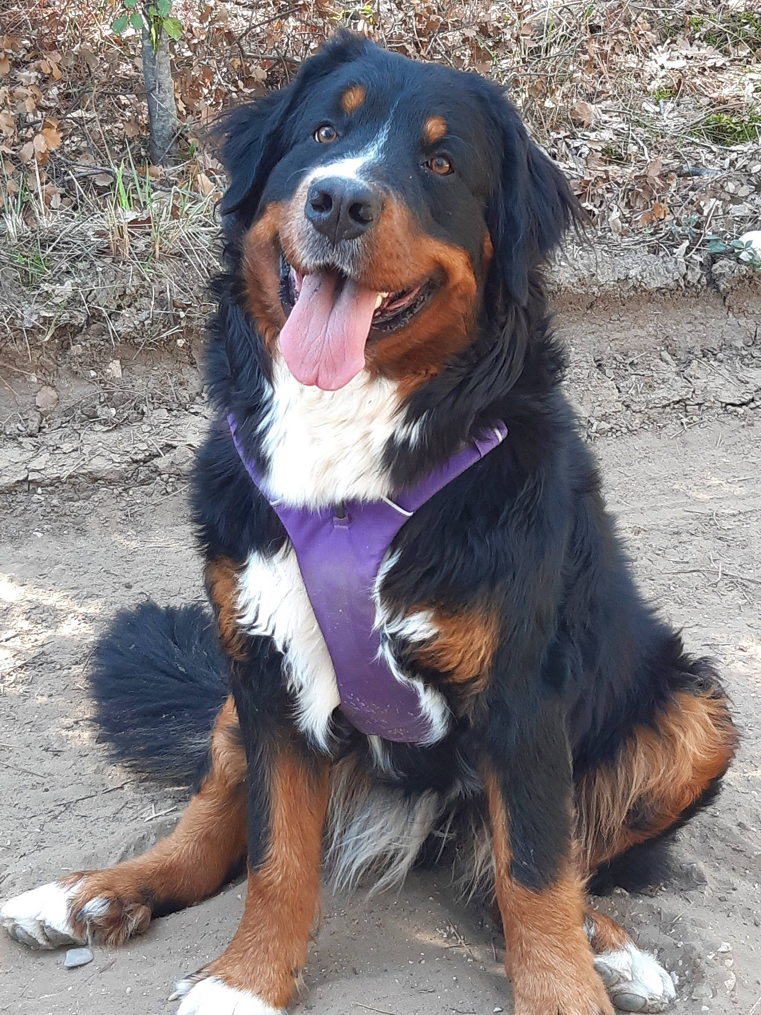 Rose Fabuleuse a rejoint le concours — aidez-le/la à gagner de superbes lots ! bernese_mountain_dog, canidae, carnivore, companion_dog, dog, dog_breed, foot, fur, giant_dog_breed, hunting_dog, plant, snout, sporting_group, terrestrial_animal, working_dog