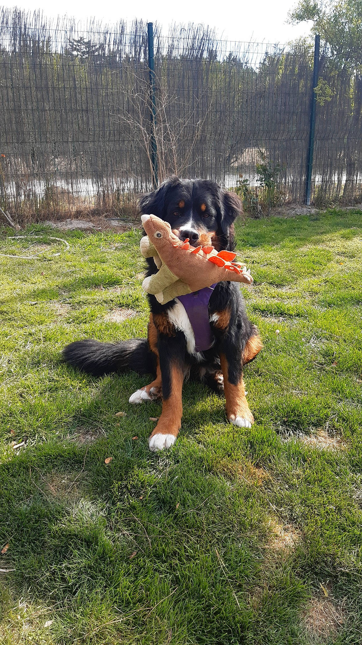 Rose Fabuleuse participe au concours pour gagner de l'argent avec cette photo : carnivore, companion_dog, dog, dog_breed, dog_walking, fawn, fun, garden, grass, grassland, guard_dog, happy, lawn, people_in_nature, plant, sporting_group, tail, toy_dog, tree, working_dog