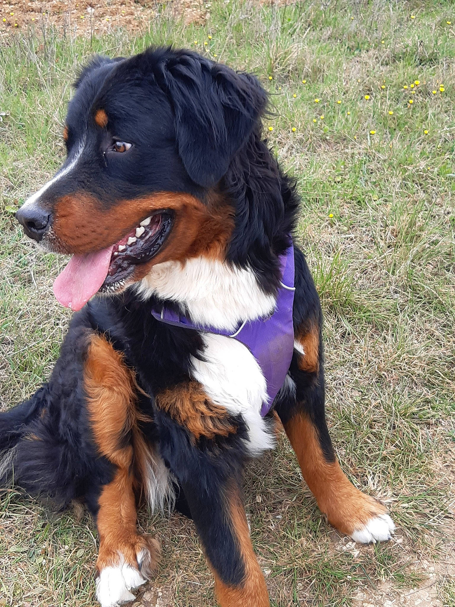 Rose Fabuleuse a rejoint le concours — aidez-le/la à gagner de superbes lots ! bernese_mountain_dog, canidae, carnivore, companion_dog, dog, dog_breed, fur, grass, hunting_dog, liver, snout, sporting_group, working_animal, working_dog