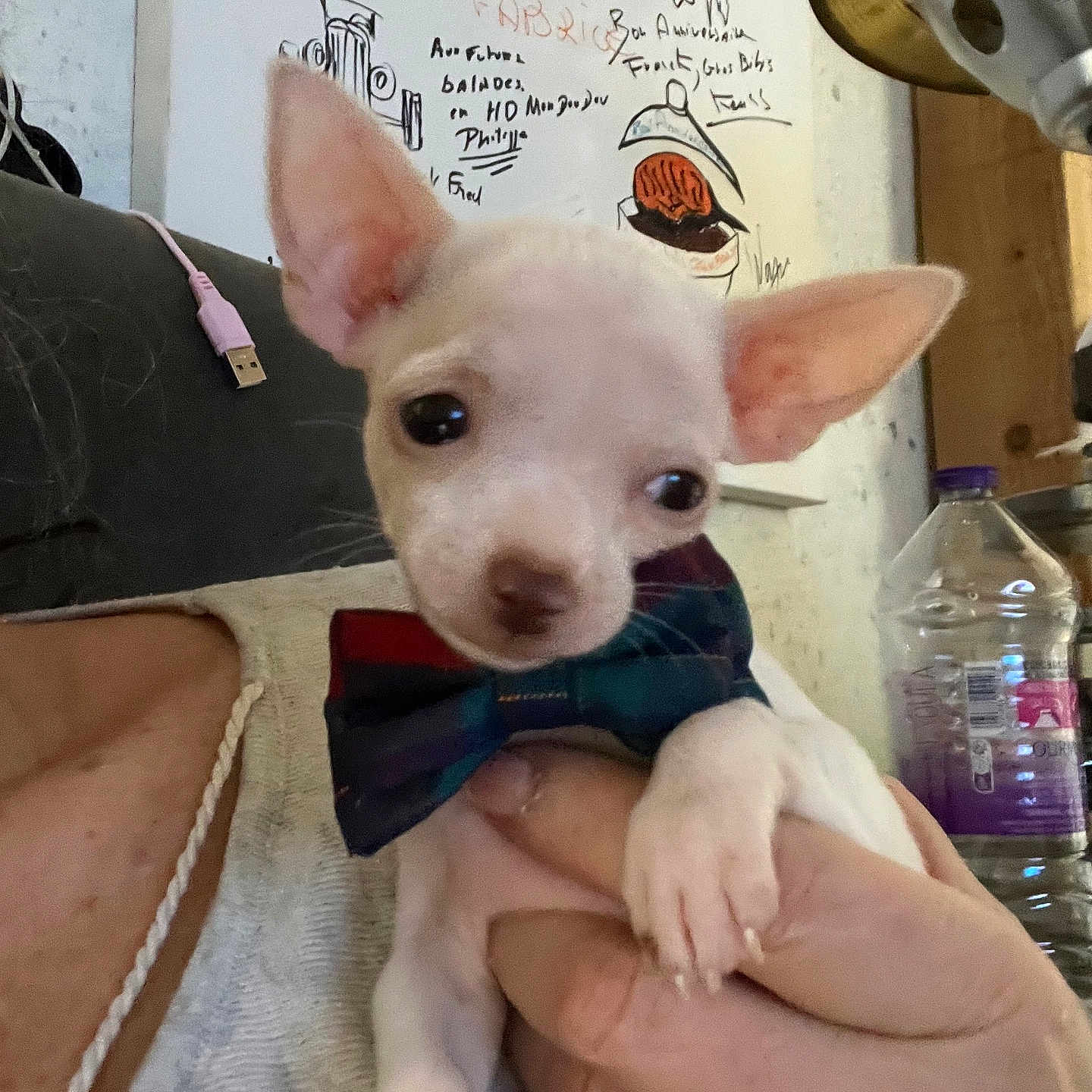 Thabatha a rejoint le concours — aidez-le/la à gagner de superbes lots ! accessories, animal, architecture, bowtie, building, canine, cat, chihuahua, dog, face, formalwear, head, jewelry, outdoors, person, pet, photography, portrait, puppy, tie