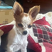 Foxy Lady is registered to the contest to win money with this photo: dog, small_dog, ears, blanket, patchwork, indoor, pet, fur, sitting, cozy, home, blurred, sleepy, brown, white, cute, animal, companion, resting, domestic