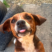 Rosie is registered to the contest to win money with this photo: animal, brown, closeup, cute, dog, ears, expression, fur, happy, muzzle, nose, outdoor, pavement, pet, playful, puppy, tires, tongue_out, whiskers, white