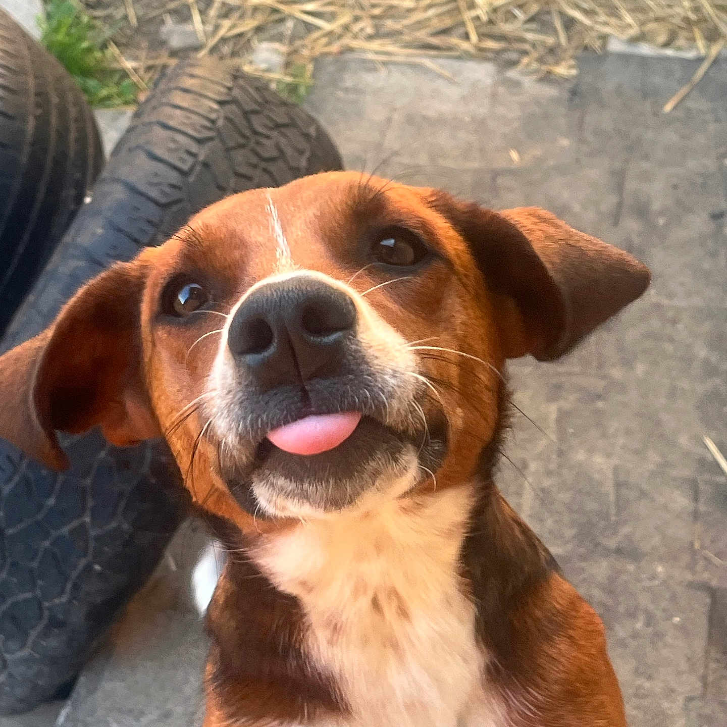 Rosie