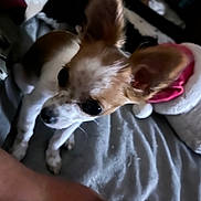 Foxy joined the competition — help win amazing prizes! dog, chihuahua, pet, bed, blanket, sleeping, ear, fur, animal, cute, indoor, resting, small_dog, hat, christmas_hat, white, brown, black, curious, closeup