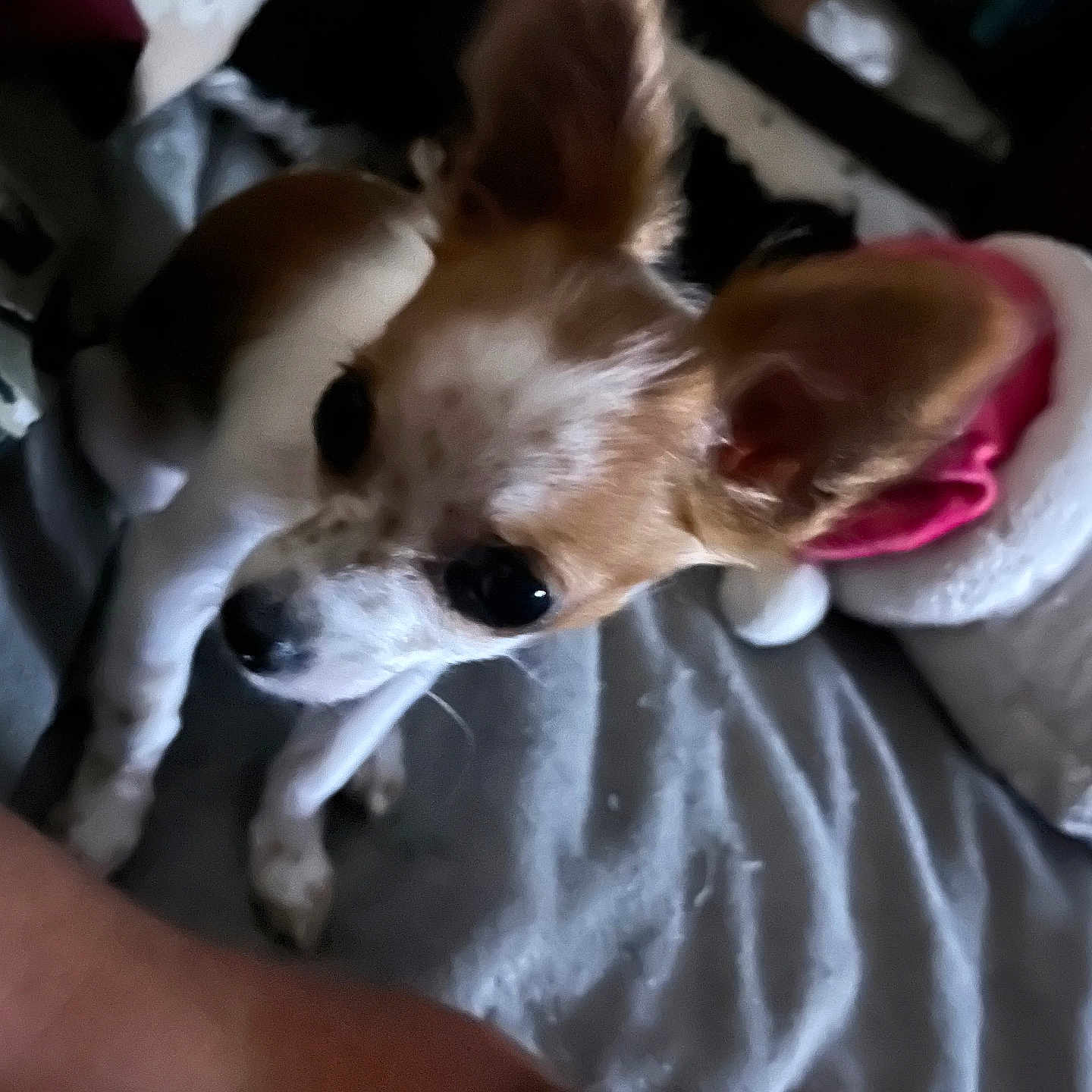 Foxy joined the competition — help win amazing prizes! dog, chihuahua, pet, bed, blanket, sleeping, ear, fur, animal, cute, indoor, resting, small_dog, hat, christmas_hat, white, brown, black, curious, closeup