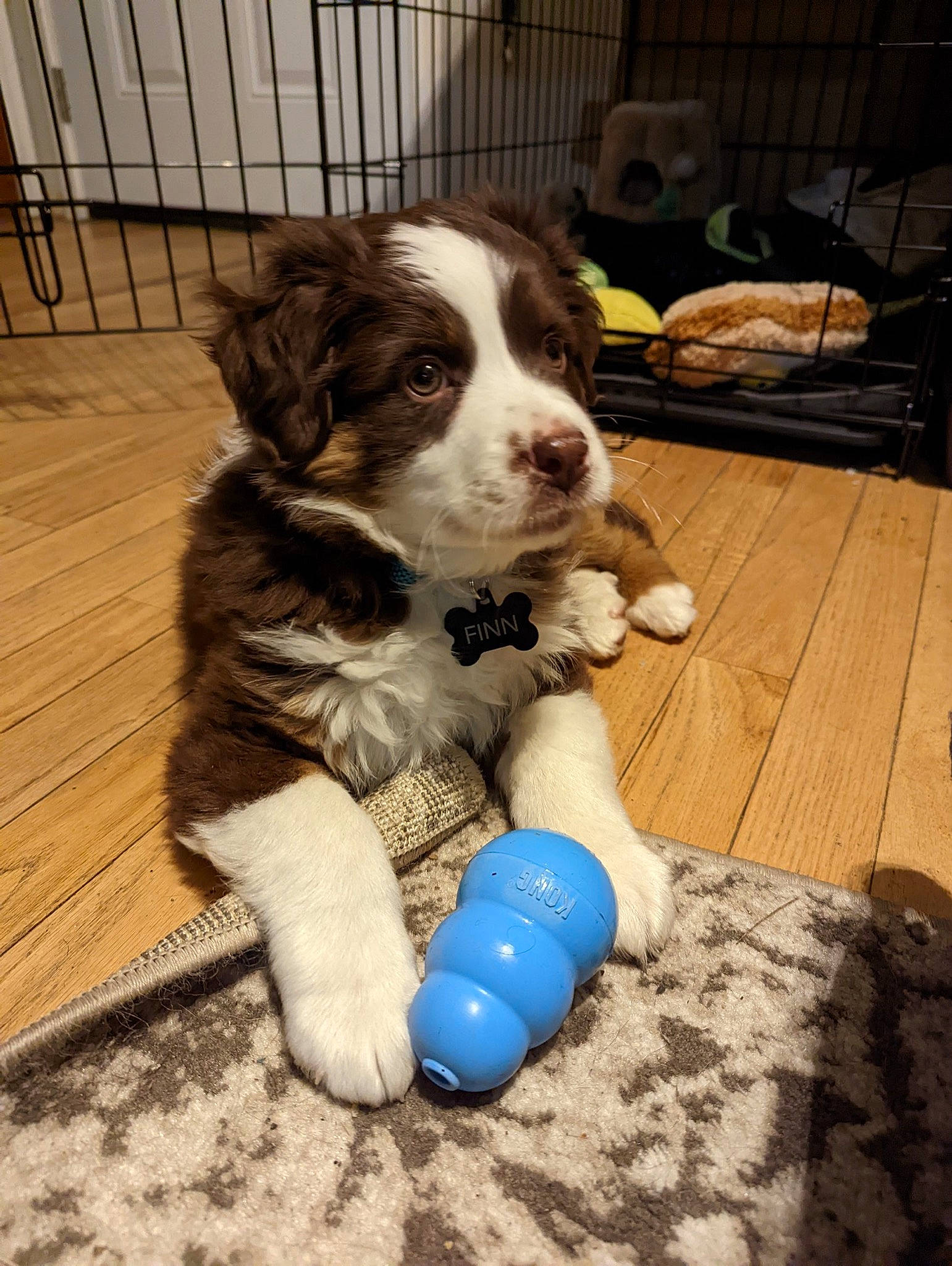 Finn is registered to the contest to win money with this photo: carnivore, cavalier_king_charles_spaniel, companion_dog, dog, dog_breed, dog_supply, dog_toy, flooring, fur, gun_dog, hardwood, herding_dog, snout, spaniel, sporting_group, terrestrial_animal, whiskers, wood, working_animal, working_dog