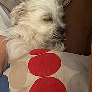 Moonlight joined the competition — help win amazing prizes! dog, sleeping_dog, small_dog, white_fur, pet, pillow, polka_dot, couch, cushion, indoor, cozy, close_up, relaxed, head, nose, whiskers, soft_fur, blanket, nap, furniture