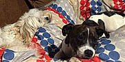 Oreo joined the competition — help win amazing prizes! dog, two_dogs, small_dog, white_dog, black_and_white_dog, bedding, duvet, polka_dots, couch, cozy, sleepy, resting, pet, indoor, fur, whiskers, relaxed, close_up, canine, home
