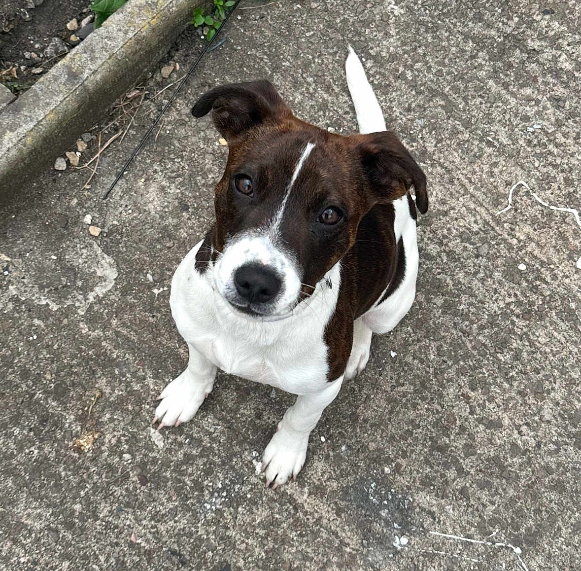 Oreo is registered to the contest to win money with this photo: dog, puppy, pet, sitting, looking_up, concrete, pavement, white_coat, brindle, ears, eyes, nose, paws, tail, collar, outdoor, closeup, portrait, top_view, curious