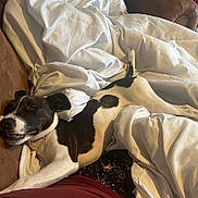 Oreo is registered to the contest to win money with this photo: dog, sleeping_dog, blanket, couch, white_bedding, brown_couch, tail, collar, paw, relaxed, cozy, indoor, pet, canine, fur, snout, closed_eyes, comforter, resting, smile