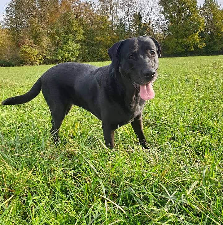 Pinky a rejoint le concours — aidez-le/la à gagner de superbes lots ! borador, canidae, carnivore, collar, companion_dog, dog, dog_breed, dog_collar, fawn, grass, grassland, guard_dog, gun_dog, plant, sporting_group, tail, tree, whiskers, working_animal, working_dog