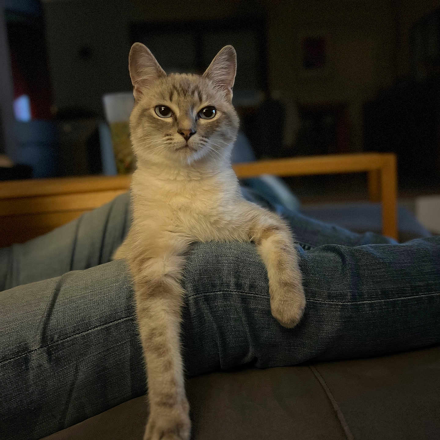 Virgule participe au concours pour gagner de l'argent avec cette photo : abyssinian, animal, architecture, building, cat, chair, clothing, couch, cup, furniture, indoors, kitten, livingroom, manx, pants, person, pet, room, siamese, wood