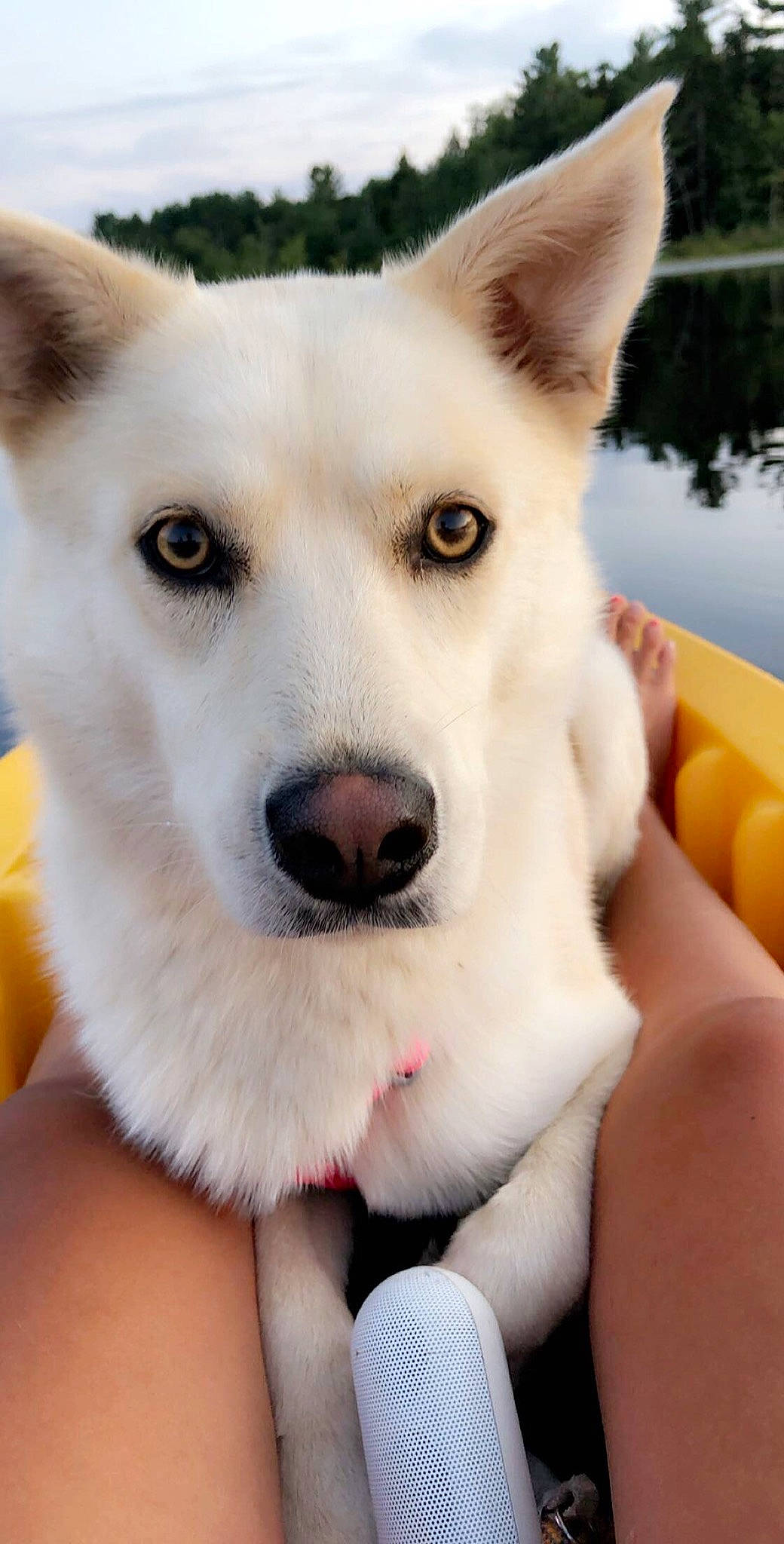 Piper joined the competition — help win amazing prizes! ancient_dog_breeds, berger_blanc_suisse, canaan_dog, canidae, carnivore, dog, dog_breed, kintamani, kishu, korean_jindo_dog, labrador_husky, mammal, non_sporting_group, nose, pungsan_dog, rare_breed_dog, siberian_husky, snout, vertebrate, white_shepherd