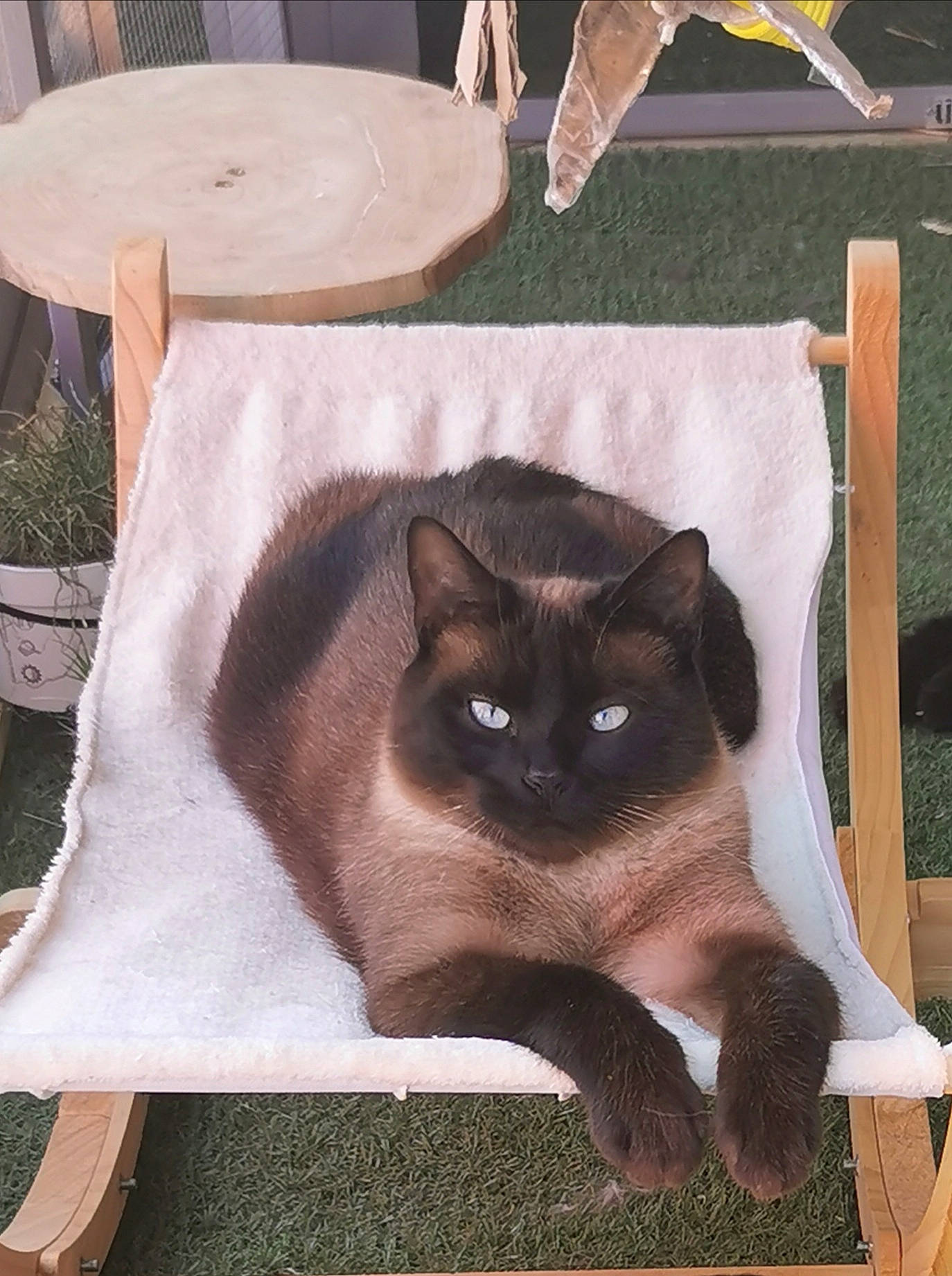 Oly participe au concours pour gagner de l'argent avec cette photo : asian, burmese, carnivore, cat, cat_furniture, chartreux, domestic_short_haired_cat, fawn, felidae, korat, siamese, small_to_medium_sized_cats, tail, thai, tonkinese, whiskers