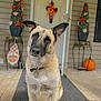 Luna Mae is registered to the contest to win money with this photo: autumn_colors, curious_expression, dog, dog_collar, dog_face, doormat, ears, eyes, fall_decor, front_door, lantern, pet_tag, planter, porch, potted_plant, pumpkin, sitting, welcome_sign, wooden_floor, wreath