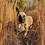 autumn, blue_sky, canine, closeup, dog, dry_grass, ears, field, golden_light, happy, leash, nature, outdoor, playful, portrait, sunlight, tan_coat, tongue, trees, walk