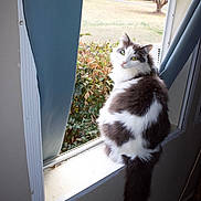 Booboo is registered to the contest to win money with this photo: animal, backyard, bush, cat, cozy, curtain, fluffy, fur, green_eyes, home_interior, indoor, long_tail, looking_back, pet, portrait, sill, sunlight, white_and_gray, window, windowsill