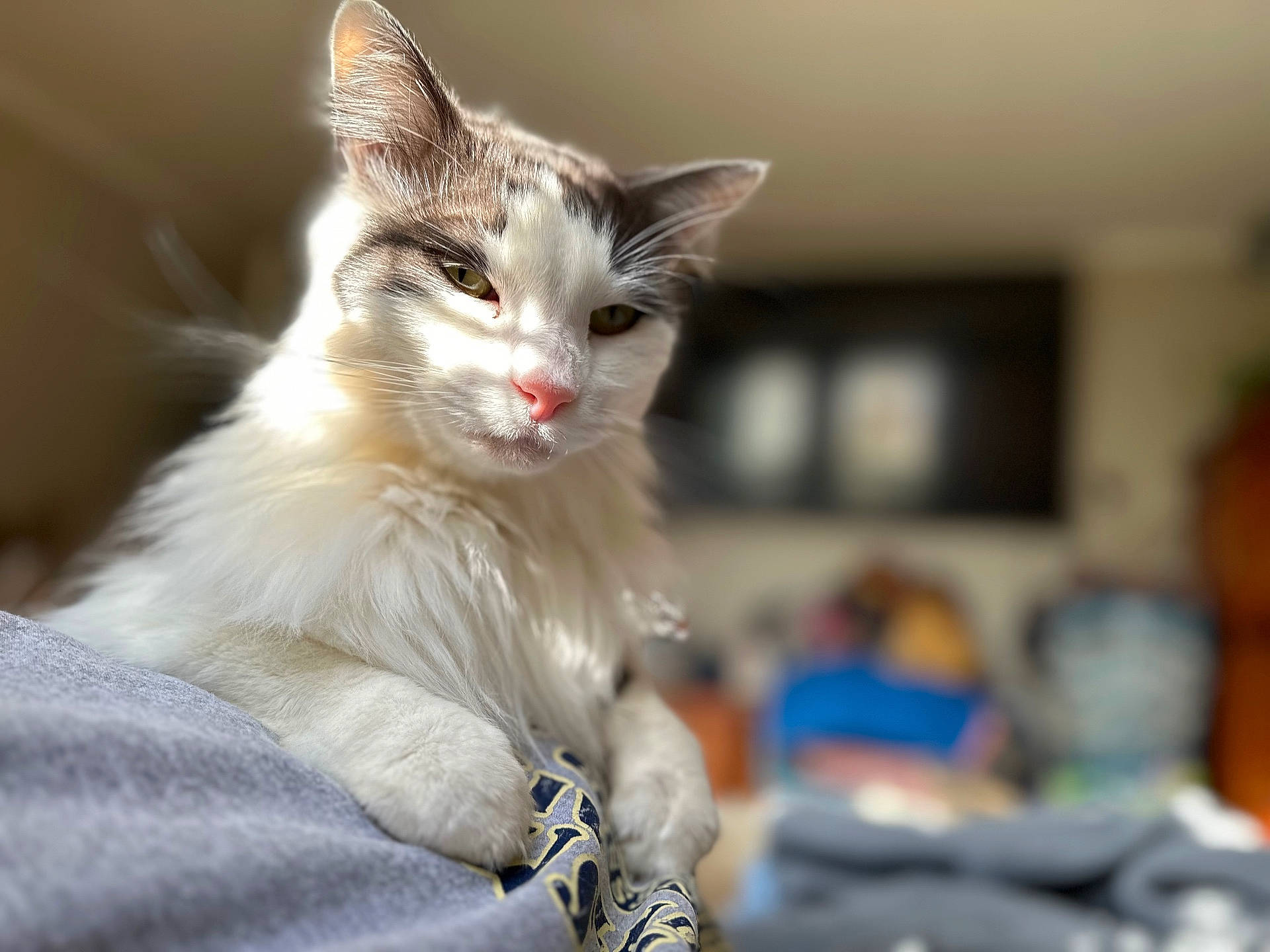 Booboo joined the competition — help win amazing prizes! blurred_background, cat, close_up, cozy, domestic_cat, ear, feline, fluffy, gray_fur, green_eyes, indoor, long_hair, paw, pet, pink_nose, portrait, shallow_depth_of_field, sunlight, whiskers, white_fur