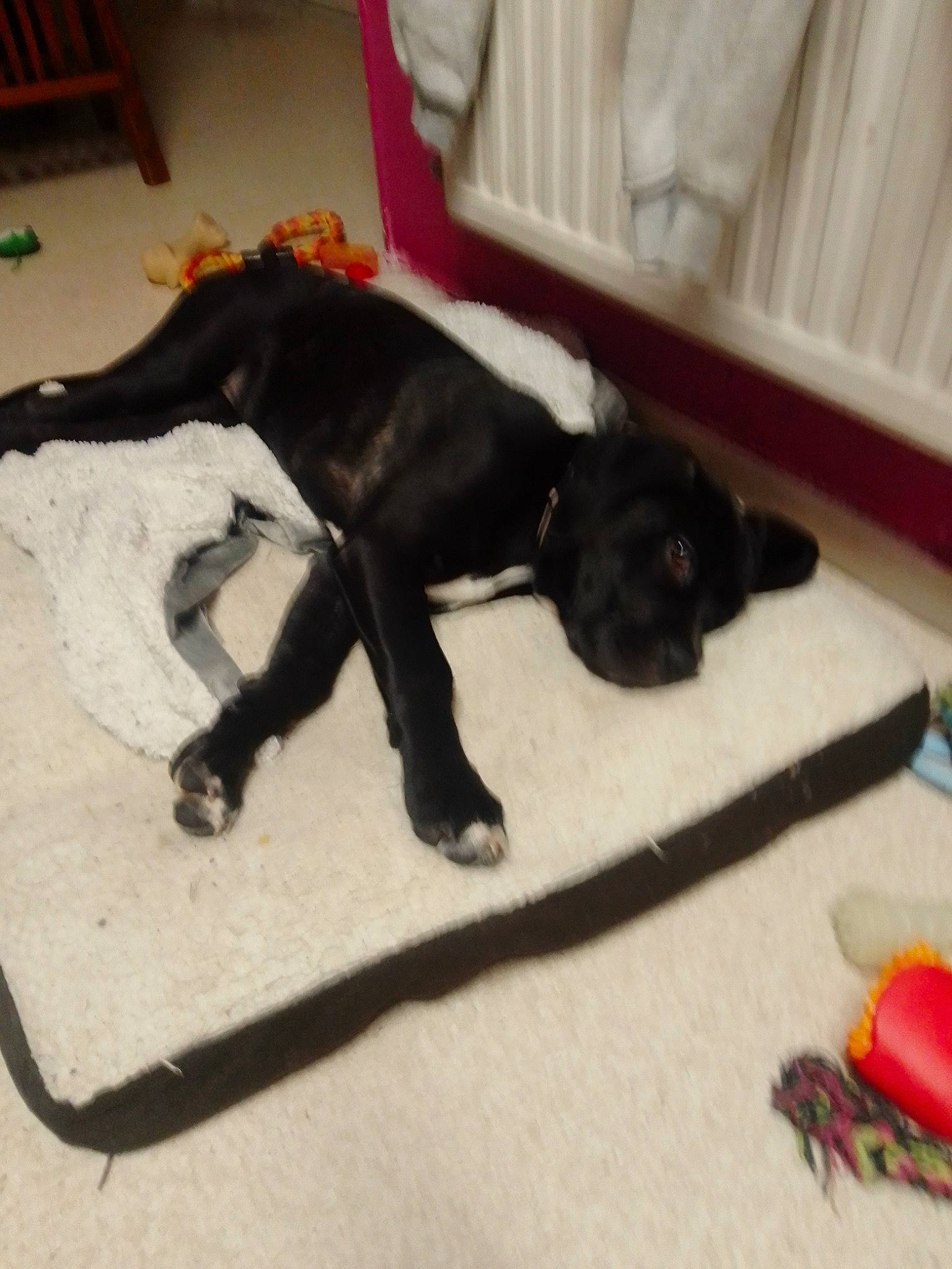 Harley joined the competition — help win amazing prizes! black_cat, bombay, carnivore, cat, comfort, companion_dog, dog_breed, felidae, floor, flooring, hardwood, liver, pen, small_to_medium_sized_cats, sporting_group, tail, terrestrial_animal, whiskers, wood, working_animal