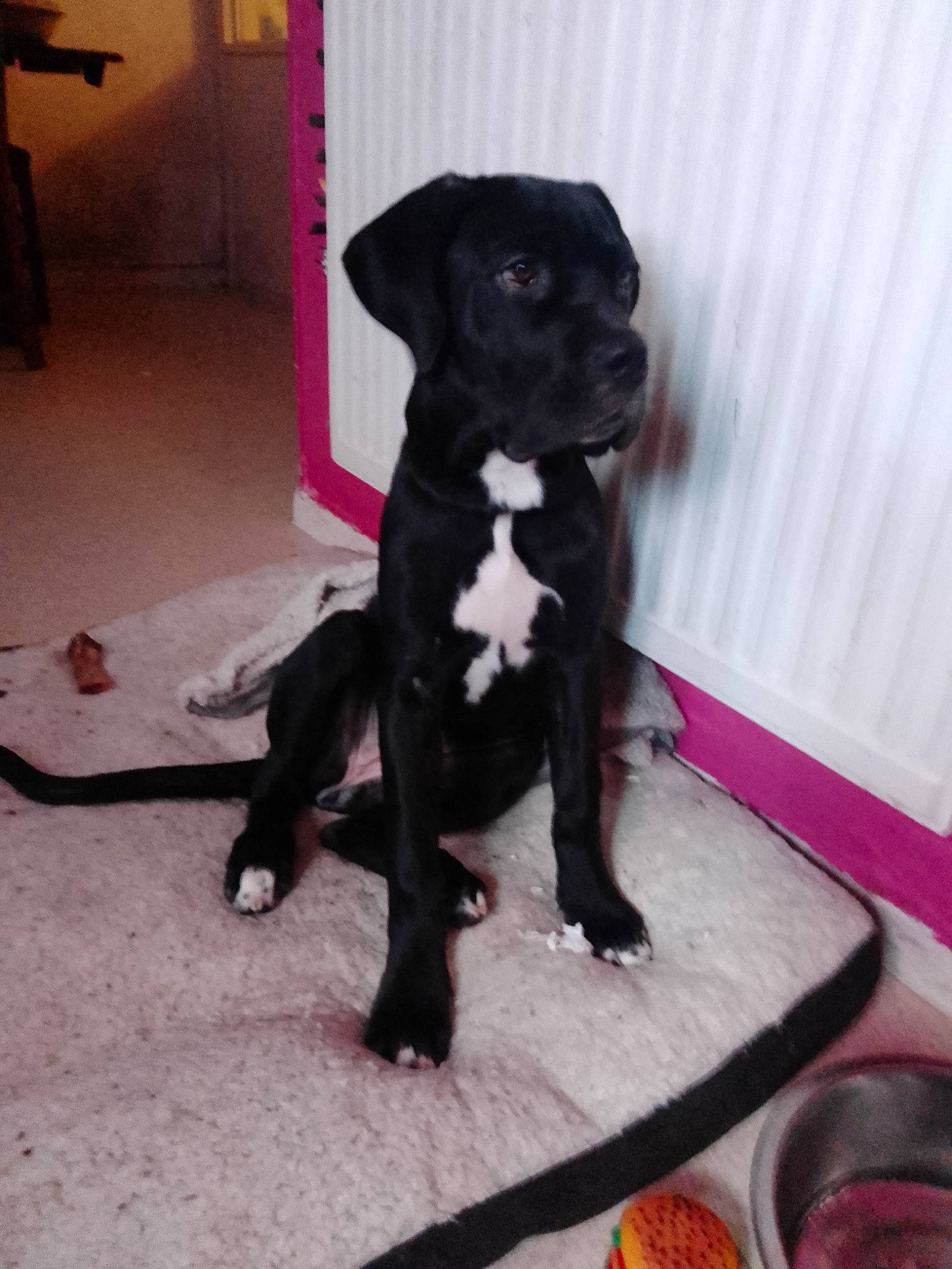 Harley is registered to the contest to win money with this photo: borador, canidae, carnivore, collar, companion_dog, dog, dog_breed, dog_collar, fawn, fur, gun_dog, liver, pet_supply, puppy, snout, sporting_group, tableware, tail, whiskers, working_animal