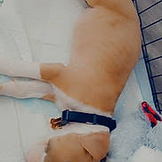 Goldie is registered to the contest to win money with this photo: abdomen, arm, chest, fashion_accessory, foot, hand, human_body, human_leg, knee, leg, nail, navel, swimwear, thigh, thumb, trunk, undergarment, waist, wrist