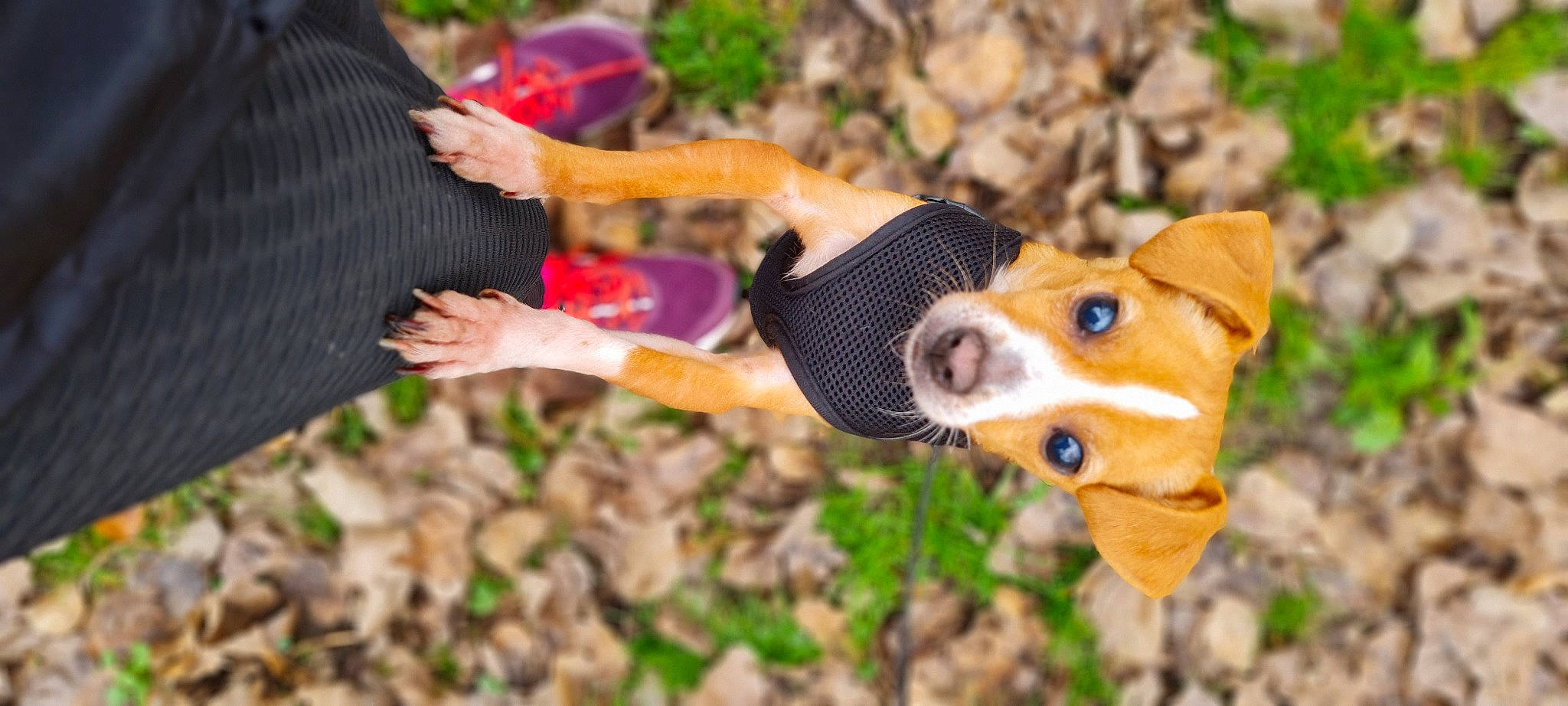 Lady a rejoint le concours — aidez-le/la à gagner de superbes lots ! carnivore, companion_dog, dog, dog_breed, dog_clothes, dog_supply, fawn, fur, grass, happy, pattern, people_in_nature, plant, snout, sunglasses, toy, toy_dog, whiskers, wood, working_animal