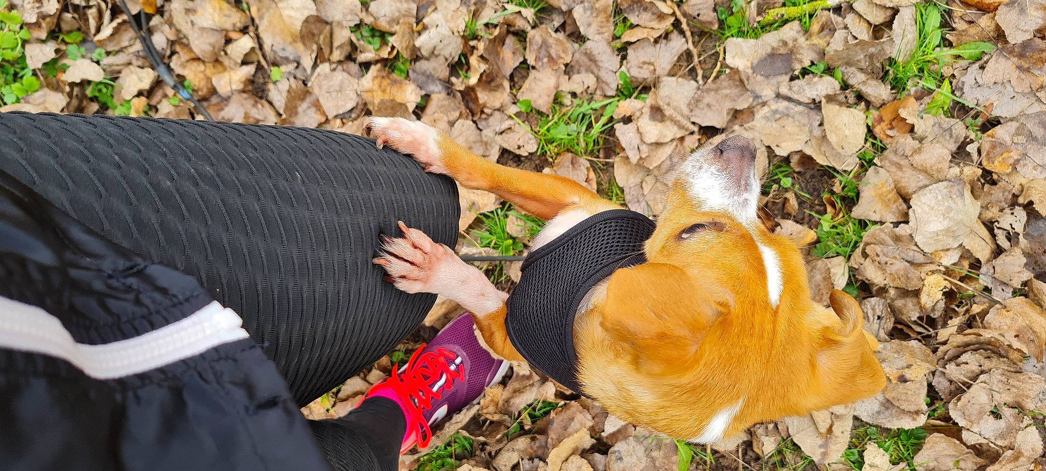 Lady participe au concours pour gagner de l'argent avec cette photo : carnivore, companion_dog, dog_breed, fawn, foot, fun, fur, grass, hand, human_leg, leisure, people_in_nature, plant, recreation, sitting, soil, thigh, tree, wood, wrist
