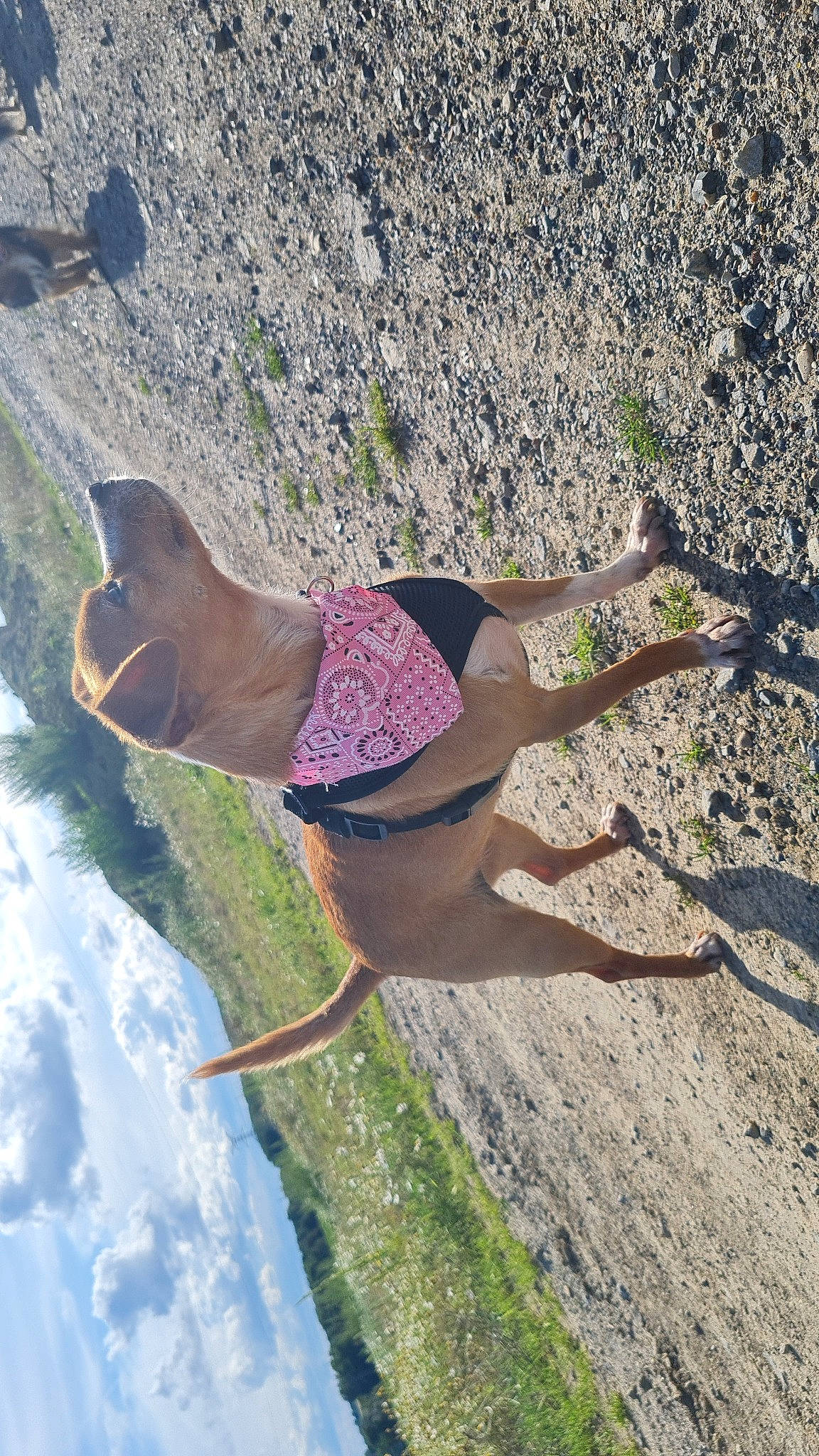 Lady a rejoint le concours — aidez-le/la à gagner de superbes lots ! adventure, canidae, carnivore, dog, dog_breed, electric_blue, fawn, fun, human_leg, knee, landscape, leisure, magenta, recreation, shadow, soil, sporting_group, thigh, trunk, waist