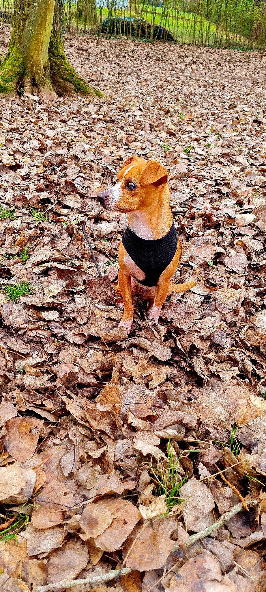 Lady participe au concours pour gagner de l'argent avec cette photo : canidae, carnivore, companion_dog, dog, dog_breed, dog_clothes, dog_supply, fawn, grass, hound, plant, snout, soil, sporting_group, tail, terrestrial_animal, tree, wildlife, wood, working_animal