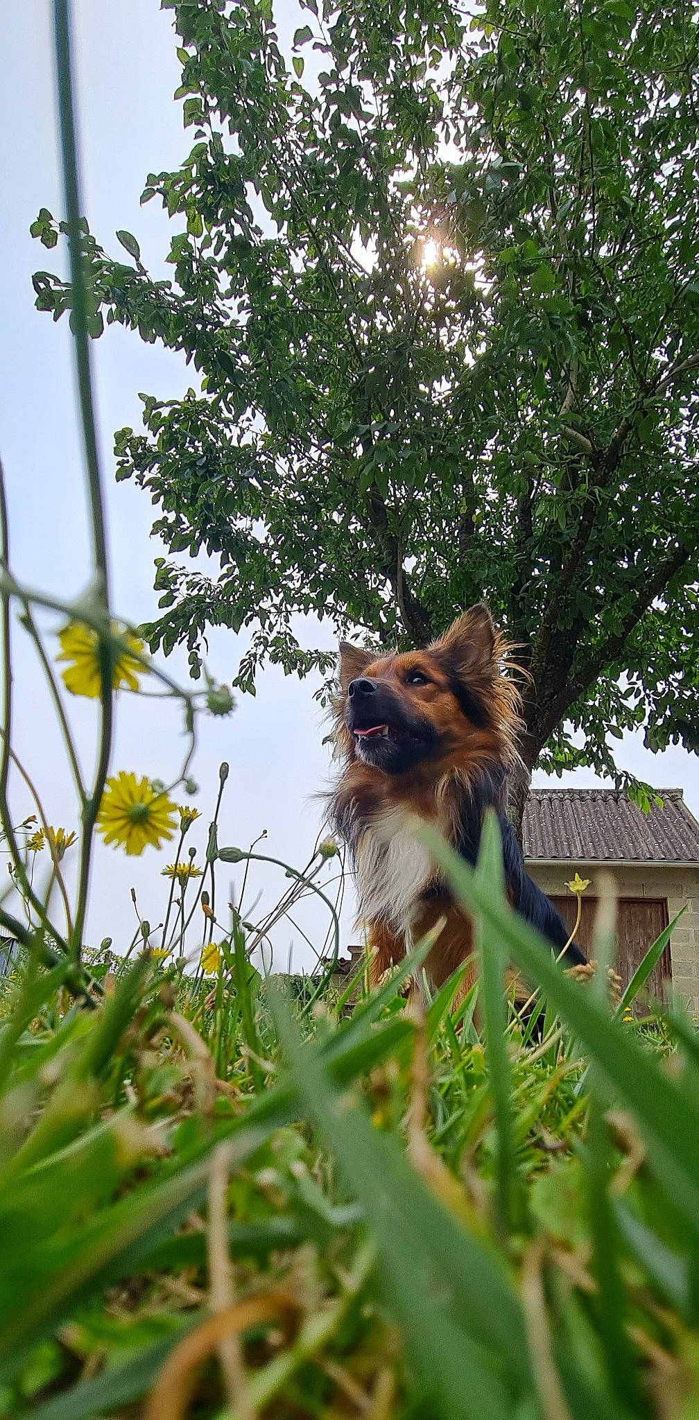 Flèche participe au concours pour gagner de l'argent avec cette photo : canidae, carnivore, companion_dog, dog, dog_breed, fawn, flower, flowering_plant, fur, grass, petal, plant, sky, snout, sporting_group, terrestrial_animal, toy_dog, tree, whiskers, wildlife