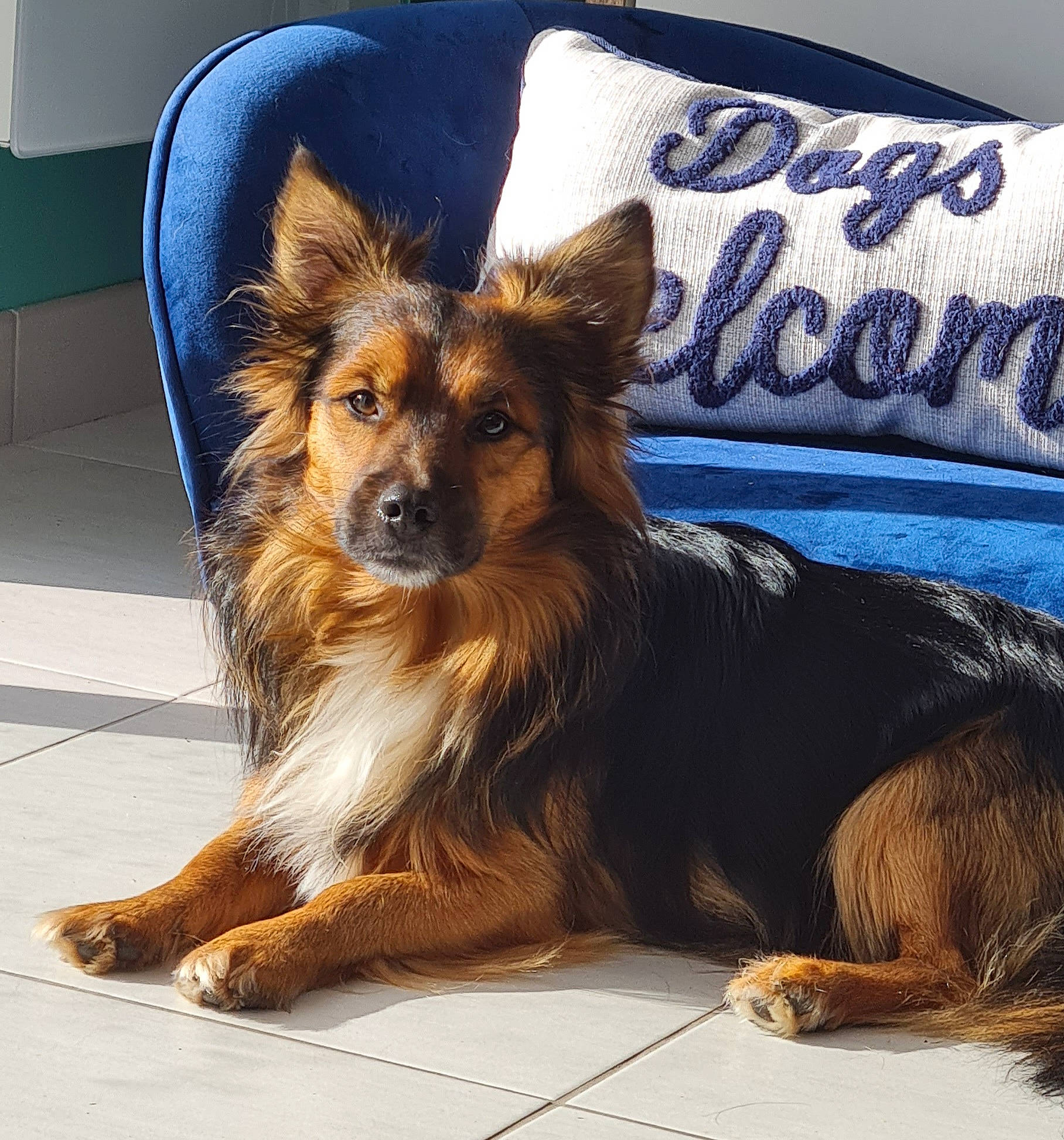 Flèche participe au concours pour gagner de l'argent avec cette photo : canidae, carnivore, companion_dog, dog, dog_breed, dog_supply, fawn, font, fur, paw, plant, puppy, snout, sporting_group, tail, terrestrial_animal, whiskers, windshield, working_dog